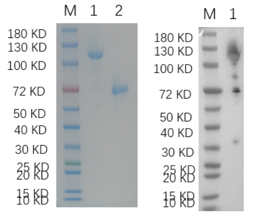 Reducing 4%-20% SDS-PAGE (CBB stained) and WB (Anti-His Mouse Monoclonal Antibody) analysis profiles of purified USP11.
1. USP11
2. BSA